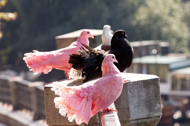 新条例还突 新条例还突